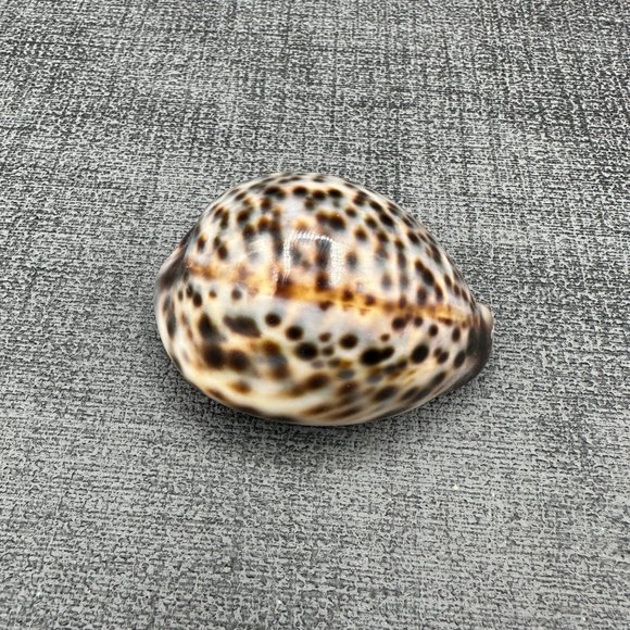 4 Leopard Tiger Cowrie Shell 3" to 2.25" Craft Beach Decor Nautical Dorsal Line - Picture 8 of 9